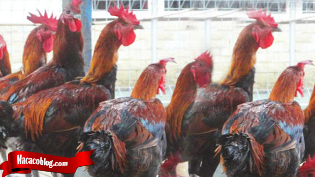 Tidak Sulit Beternak Ayam Tarung Bangkok