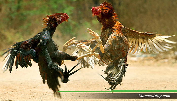 Cara Betting Sabung Ayam Online